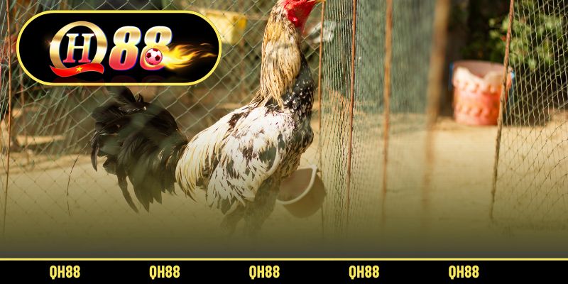 Những điều hội viên cần lưu ý trong cách pha ngũ cốc cho gà đá