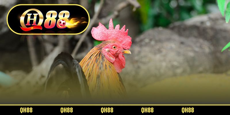 Cách pha ngũ cốc cho gà đá từng bước chi tiết